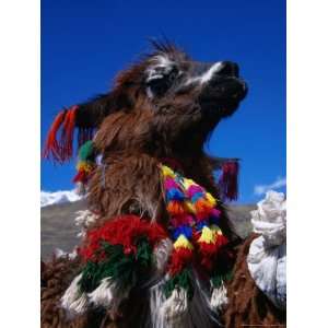 Decorated Llama Near Pacchanta, Pacchanta, Cuzco, Peru Photographic 