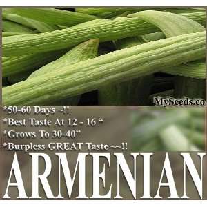  30 ARMENIAN CUCUMBER SEEDS BURPLESS & SWEET ~A variety of 