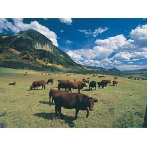  Cattle Grazing on Mt. Crested Butte, Colorado Photographic 