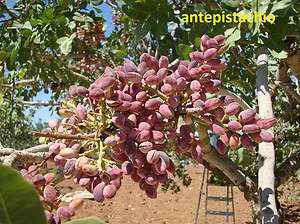 ANTEP Turkish Pistachio, Pistachios, Pistacia Tree Fresh Seeds New 