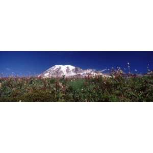  Wildflowers on Mountains, Mt Rainier, Pierce County 