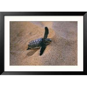  A Green Turtle Hatchling Struggling from its Nest in the 