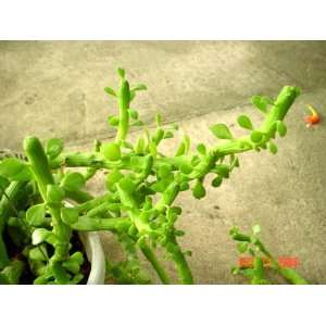 Euphorbia Ellenbeckii Plant Grocery & Gourmet Food
