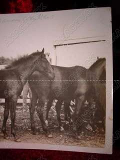 Rare Antique Horse Photo GRANDSONS OF BARON WILKES Mo  