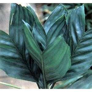   10 Chamaedorea Metallica Palm Tree Seeds: Patio, Lawn & Garden