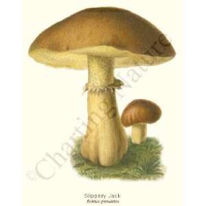   Mushroom Print Slippery Jack   Boletus granulatus