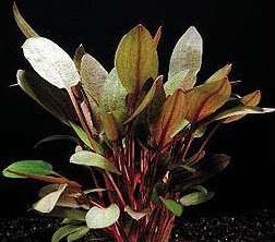 CRYPTOCORYNE WENDTII RED, EASY LIVE AQUATIC PLANT  