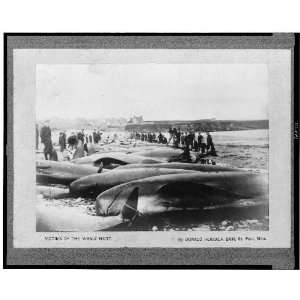    Victims of the whale hunt,Whaling  1900,beach