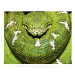  The Green Boa Snake 10.00 x 8.00 Poster Print