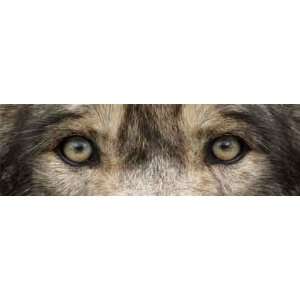  Wolf Eyes 2 Rear Window Graphic: Automotive