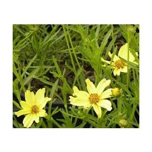  Coreopsis   Crème Brulee Perennial Flower Patio, Lawn 