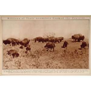  1923 Buffalo Herd Canada American Bison Yak Rotogravure 
