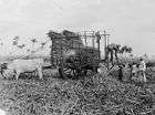 1960s Loading Sugar Cane Trucks for the Mill Hawaii  