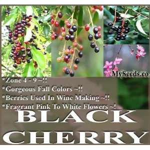  20 Black Cherry Prunus serotina Tree Seeds Z 4   9 Hardy 