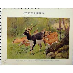  1926 Blackbuck Waterbuck Animals Natural History Print 