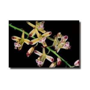 Vanda Orchids Bogor Botanical Gardens Giclee Print: Home 