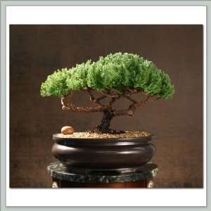 Bonsai Tree Juniper VI Grocery & Gourmet Food