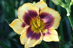 CC Daylily, CHAIN ENERGY (Gossard 2006) Rebloom, Fr  