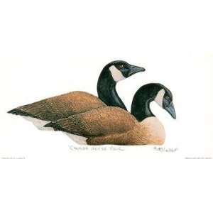  Canada Geese Pair Poster Print