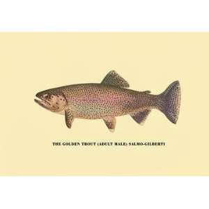   Exclusive By Buyenlarge The Golden Trout 20x30 poster