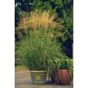  GRASS MAIDEN ARABESQUE / 1 gallon Potted Patio, Lawn 