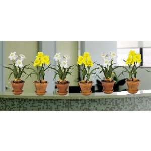   4618 American Daffodil with Brown Pot (Set of Six)