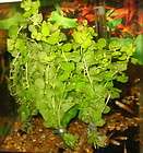 GOLD LLOYDIELLA Aquarium/Pond Plant