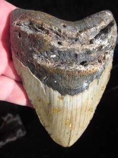 MEGALODON SHARK Tooth Fossil Teeth ATLANTIC USA  