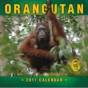 2011 Animal Calendars Orangutan   12 Month   30x30cm 