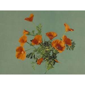  Vintage Travel Poster   California poppies 24 X 18.5 