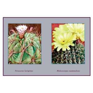  Ferocactus Latispinus 24X36 Giclee Paper