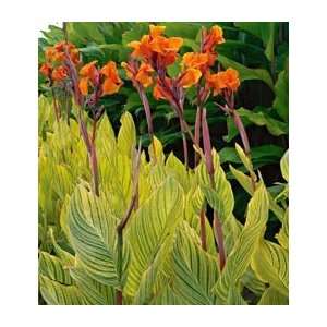  Canna Striata: Patio, Lawn & Garden