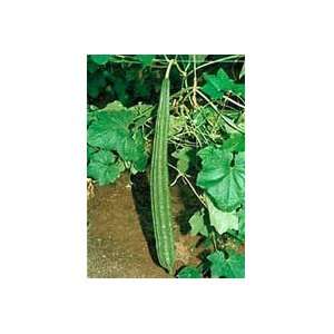  Rishi Ridge gourd seed packet