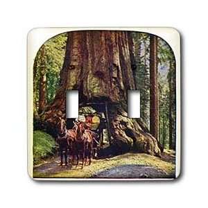  Scenes from the Past Stereoviews   Vintage Wawona Tree in 