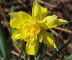 15 Double Daffodil Bulbs Narcissus Easter Flowers Old Homestead 