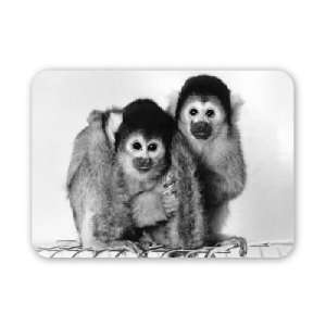  Chico, a South American squirrel monkey,   Mouse Mat 