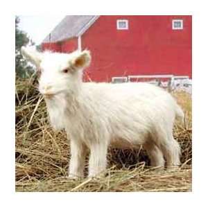 Goat White Fur Animal Figurine