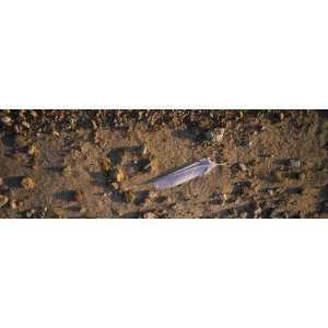  Feather on the Beach, Joutseno, Southern Finland, South 