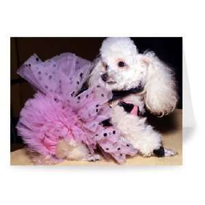 International Poodle Club Show at Seymour   Greeting Card (Pack of 2 