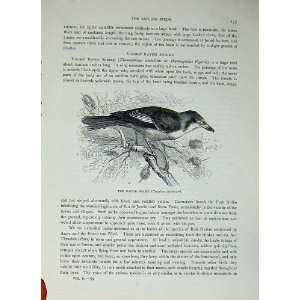  CassellS Birds 1870 Magpie Shrike Cracticus Destructor 