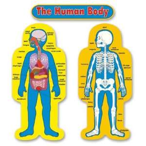  Nasco   Child Size Human Body Bulletin Board Set 