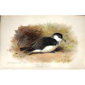   Dusky Shearwater Lilfords Birds 1885 97 By A Thorburn