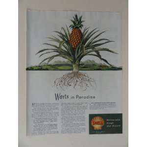  Shell Oil Company. 40s full page print ad. (pineapple 