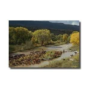  Cattle Rest In Cool River White River Arizona Giclee Print 