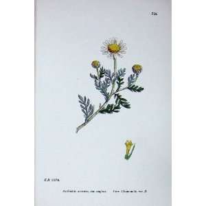  Sowerby Plants C1902 Corn Chamomile Anthemis Anglica