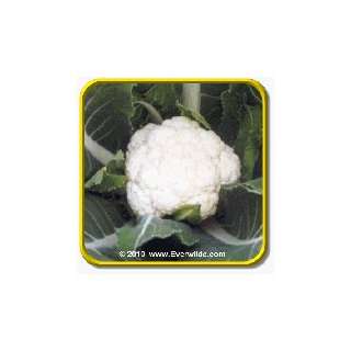  1 Oz Cauliflower Seeds   Snowball Y Improved Bulk 