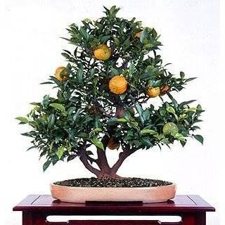   Orange Tree   Calamondin 10 Seeds   Citrus mitis Patio, Lawn & Garden