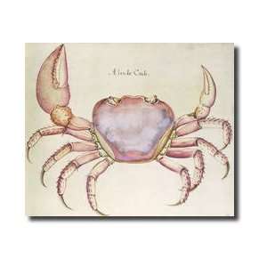  Land Crab Giclee Print