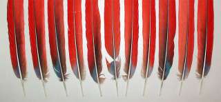 11 SCARLET MACAW TAIL FEATHERS FAN SET with Blue Tips  