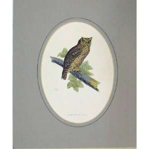   Hand Coloured Old Print 1860 Scops Eared Owl Bird Prey: Home & Kitchen